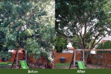 Birchwood Tree Service