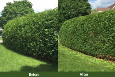 hedge trimming